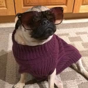 Meet your Posher, Barb